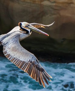 Pelican Flight