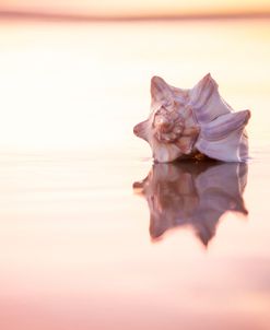 King of the Beach