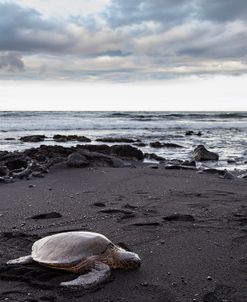 Black Sand Honu