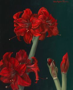 Amaryllis Amigo