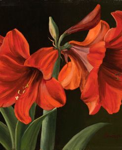 Amaryllis