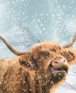 Highland Cow 001