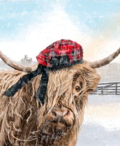 Highland Cow 002