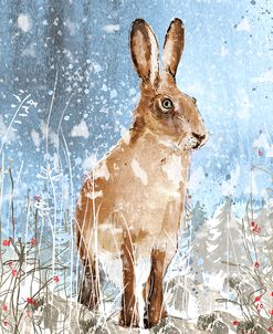 Winter Hare