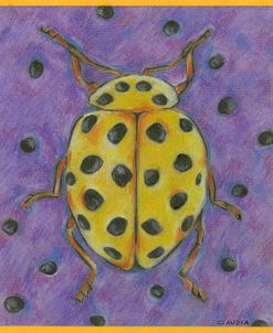 Yellow Purple Jewel Beetle