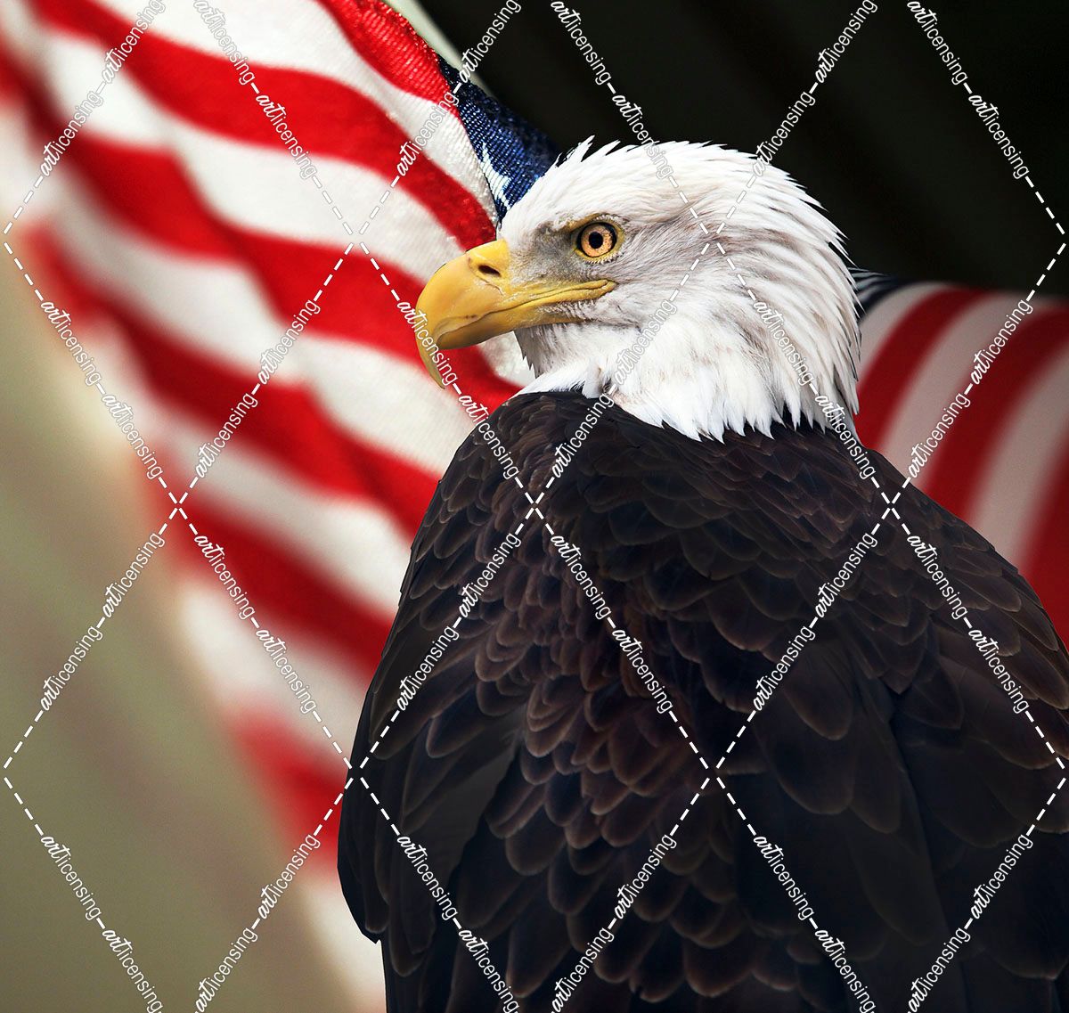 Bald Eagle And US Flag