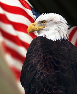 Bald Eagle And US Flag