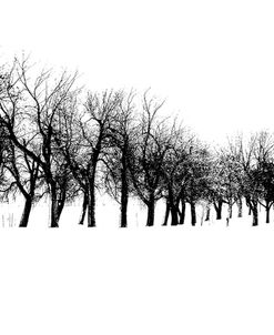 Row of trees in snow
