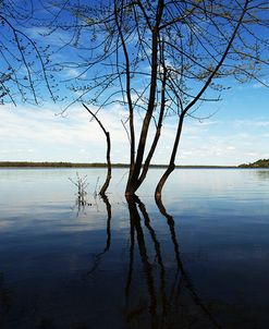 Tree Petrie Island