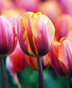 Big Love Tulips