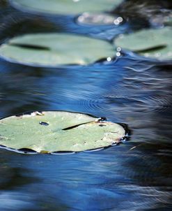 Leaves in water