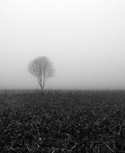Tree in fog 1