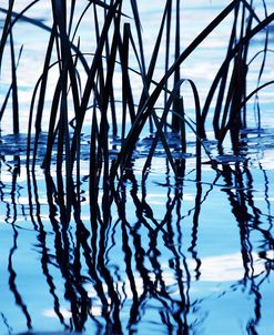 Weeds in water Petrie Island