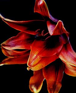 Lily On Reflective Surface 2