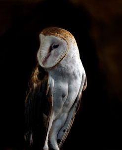 Barn Owl Copy