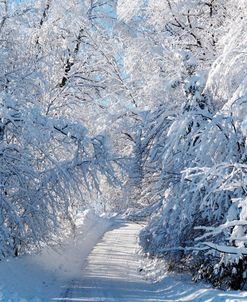 Chelsea Road In Winter 2