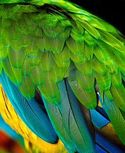 Parakeet