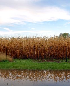 Corn Field Kars