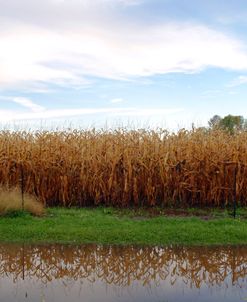 Corn Field Kars