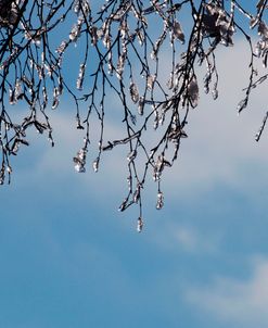 Ice On Branches