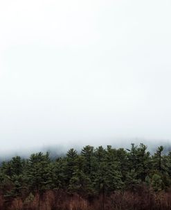 Field In Mist