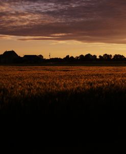 Sunset Over Wheat Field, AgiCan