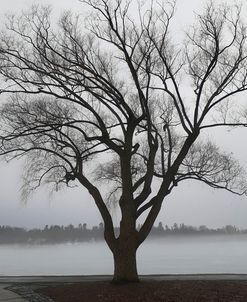 Tree In Fog II