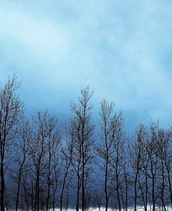 Trees And Overcast Sky