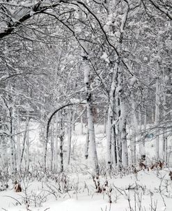 Trees In Snow