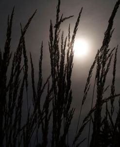 Sunset On Wheat