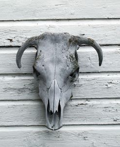 Skeleton of Calf’s Head