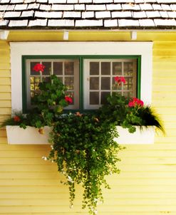 Flower Pot In Window