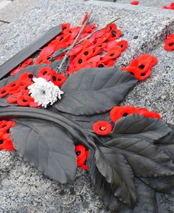 War Memorial Poppies