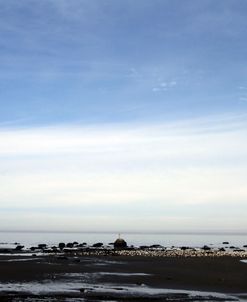 Gulls and Beach