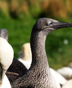 Gannet Chick