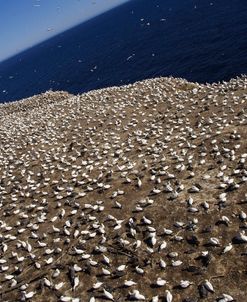 Gannets 8 Bonaventure Island