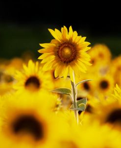 Sunflower Ottawa