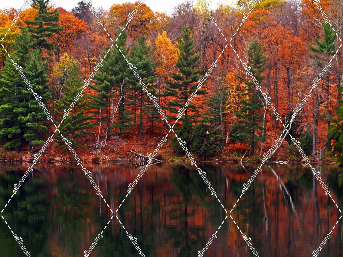 Meech Lake Reflections