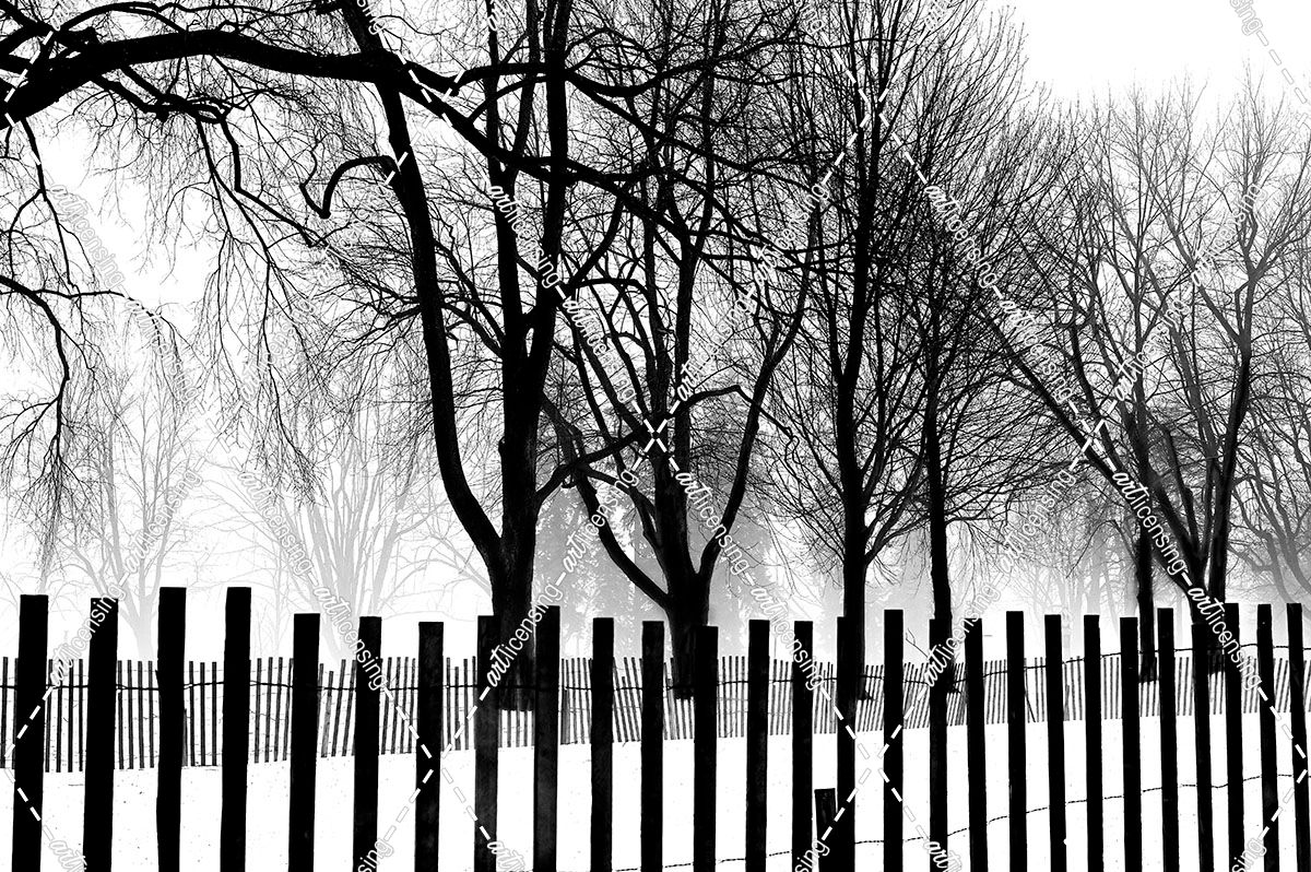 High Contrast Trees In Winter