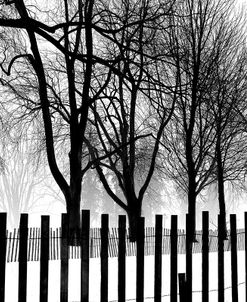 High Contrast Trees In Winter