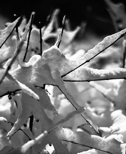 Snow On Branches 2