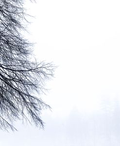 Tree Branches In Winter