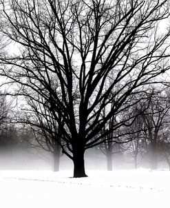 High Contrast Tree In Winter