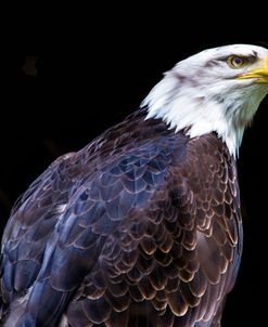 American Bald Eagle