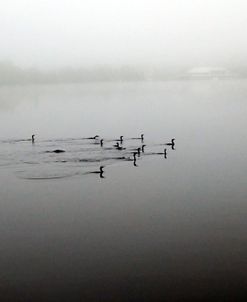 Birds In Water In Fog 1