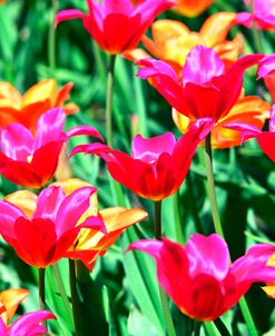 Flower 7 Bed Of Red Flowers