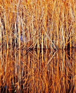 Bullrushes Mer Bleu