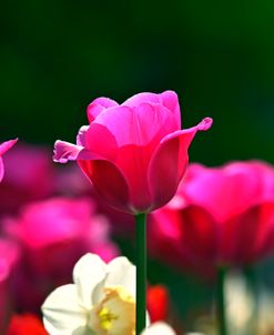 Artist Tulip 2