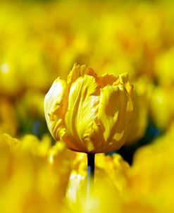 Jan Van Nes Parrot Tulips