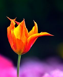 Newcastle Tulip 1